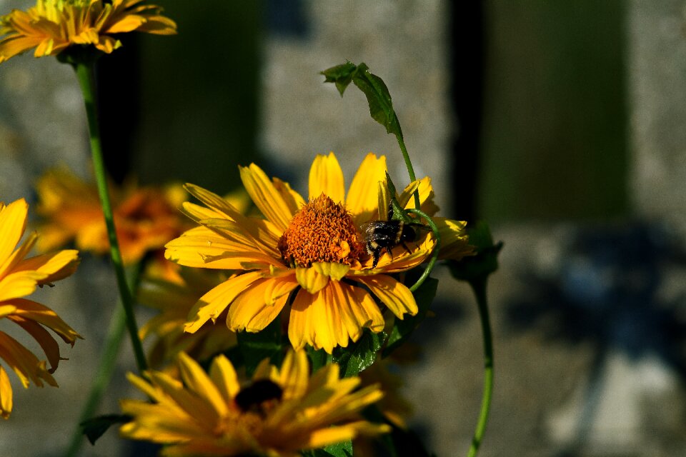 Nature flora summer