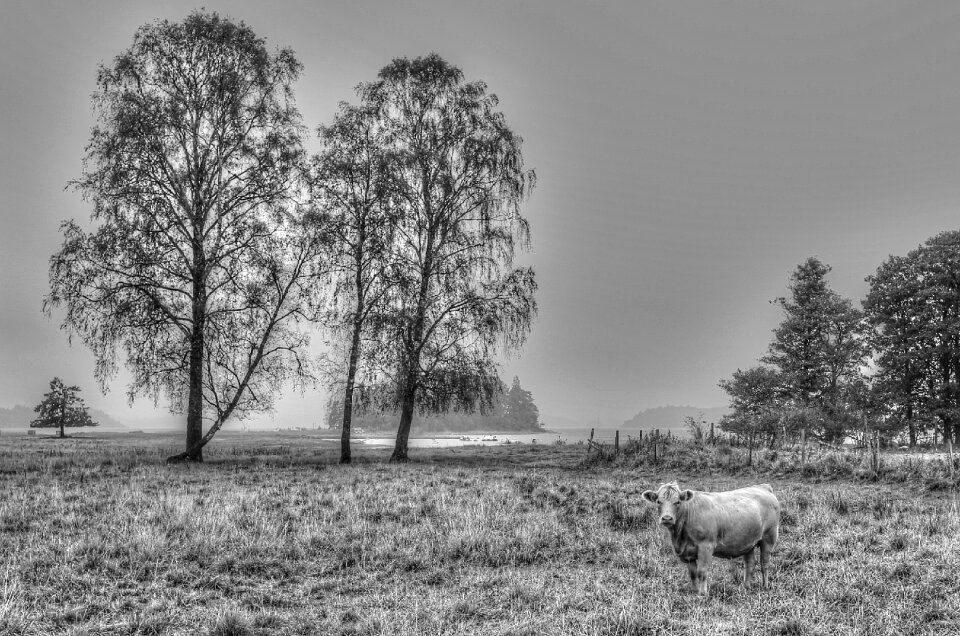Hardwood birch sweden