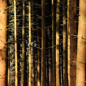 Coniferous forest conifers sunlight photo