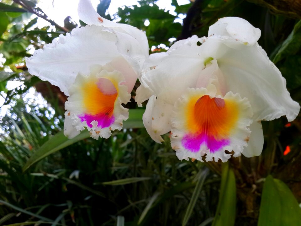 Exotic nature plant