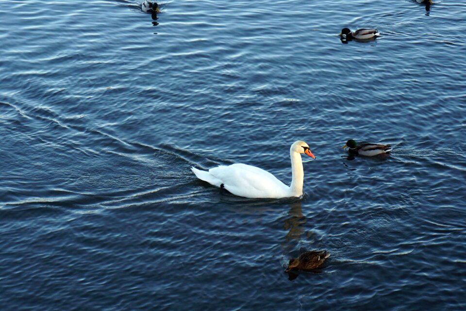 Swan river ducks