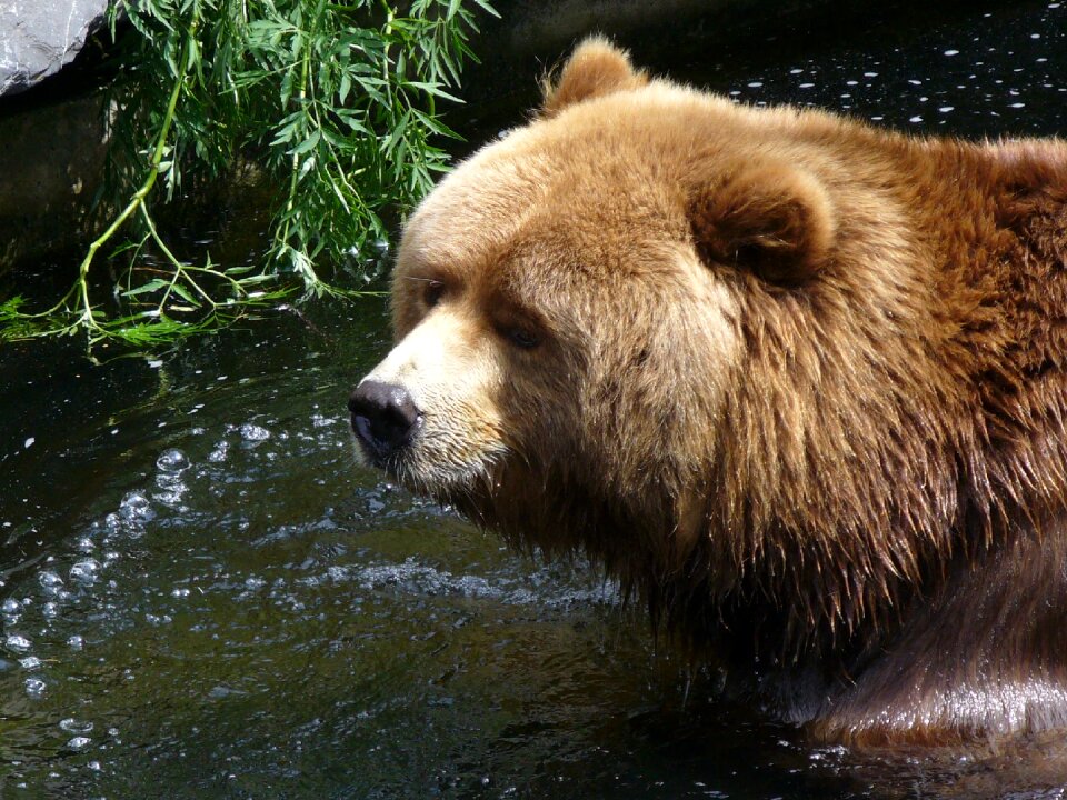 Brown water brown bear