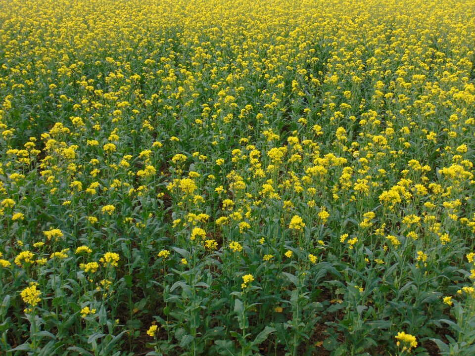 Yellow garden
