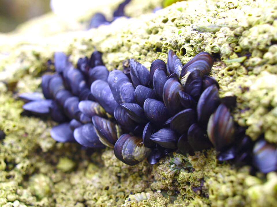 Animal world molluscs shells