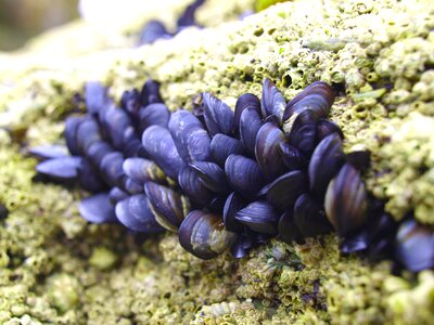 Animal world molluscs shells photo