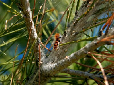 Nature tree processionary