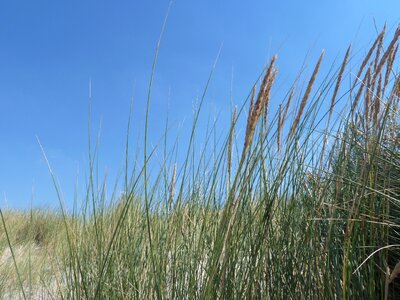 Bank grasses landscape