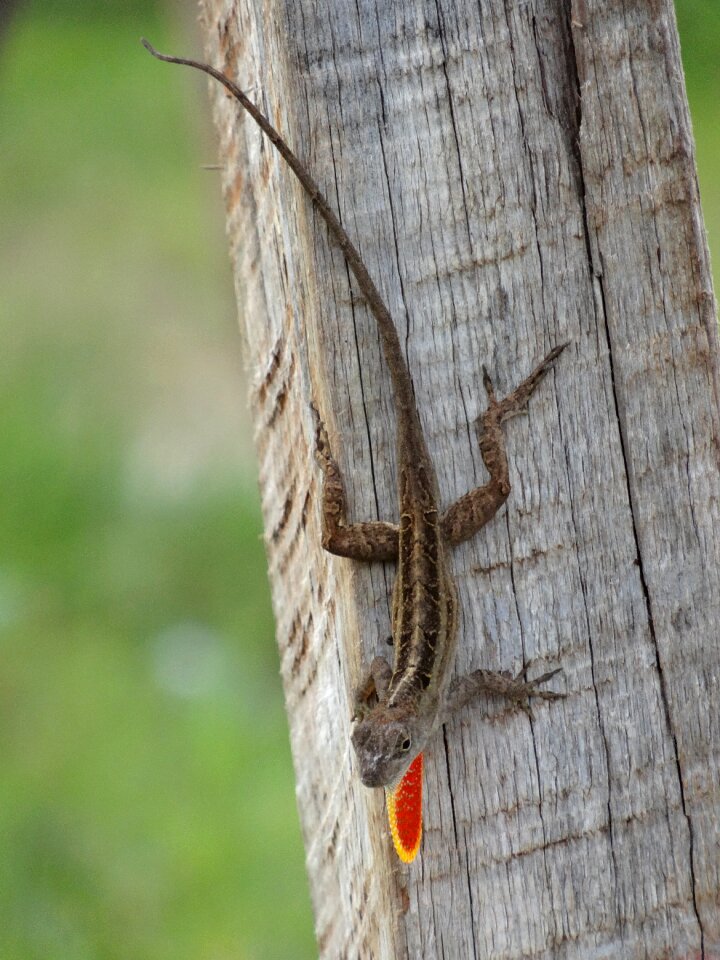 Lizard post reptile
