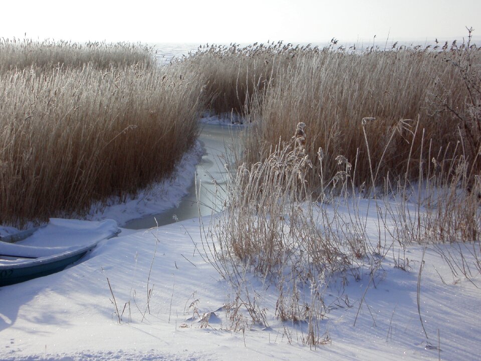 Reed hoarfrost nature