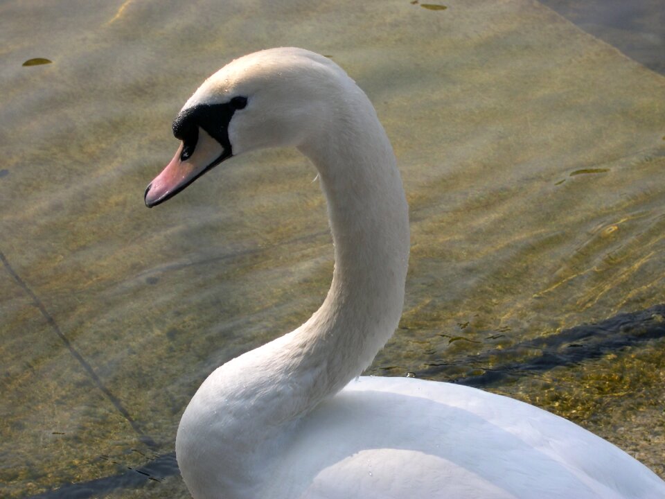 Water bird swans waters