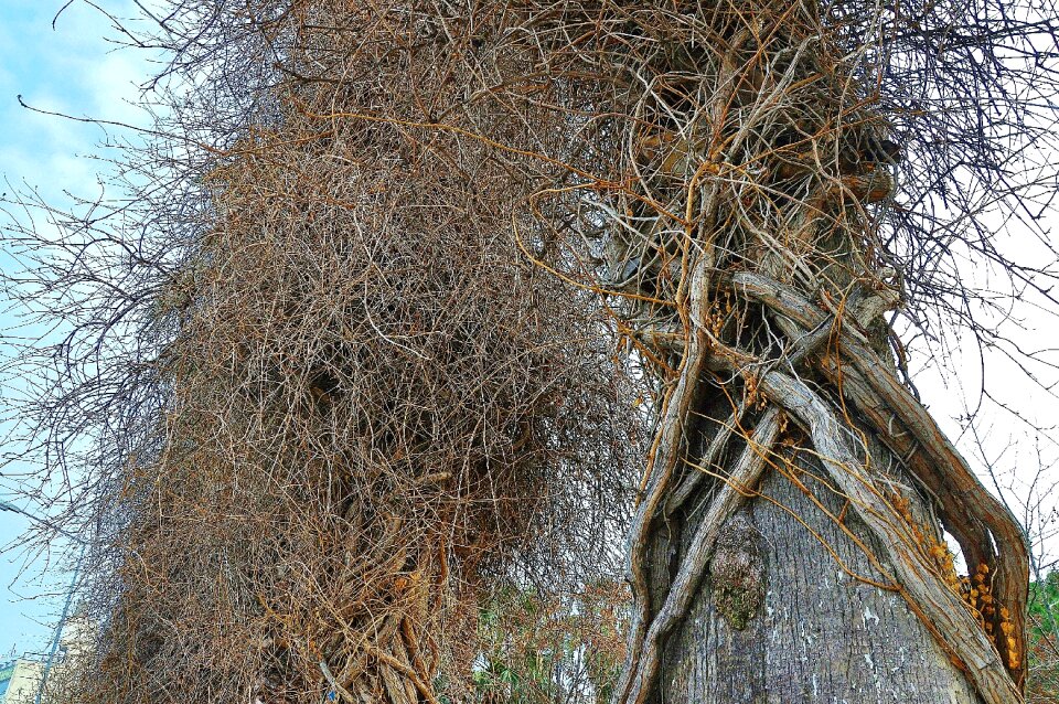 Forest wooden sky