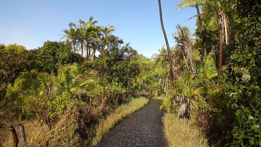 Zimbabwe jungle forest