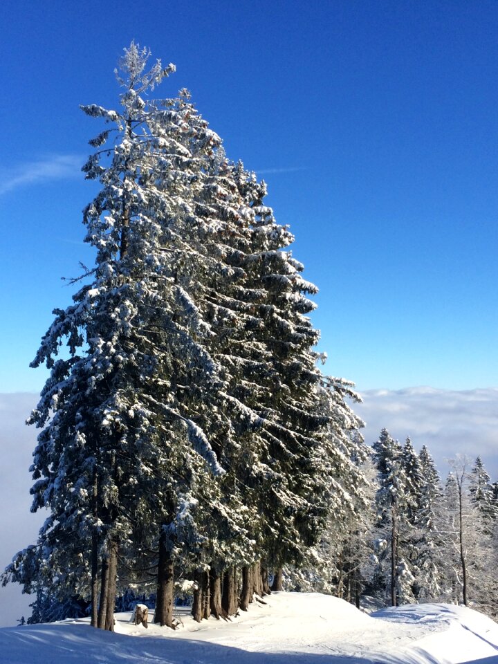 Mountain steibis snow photo