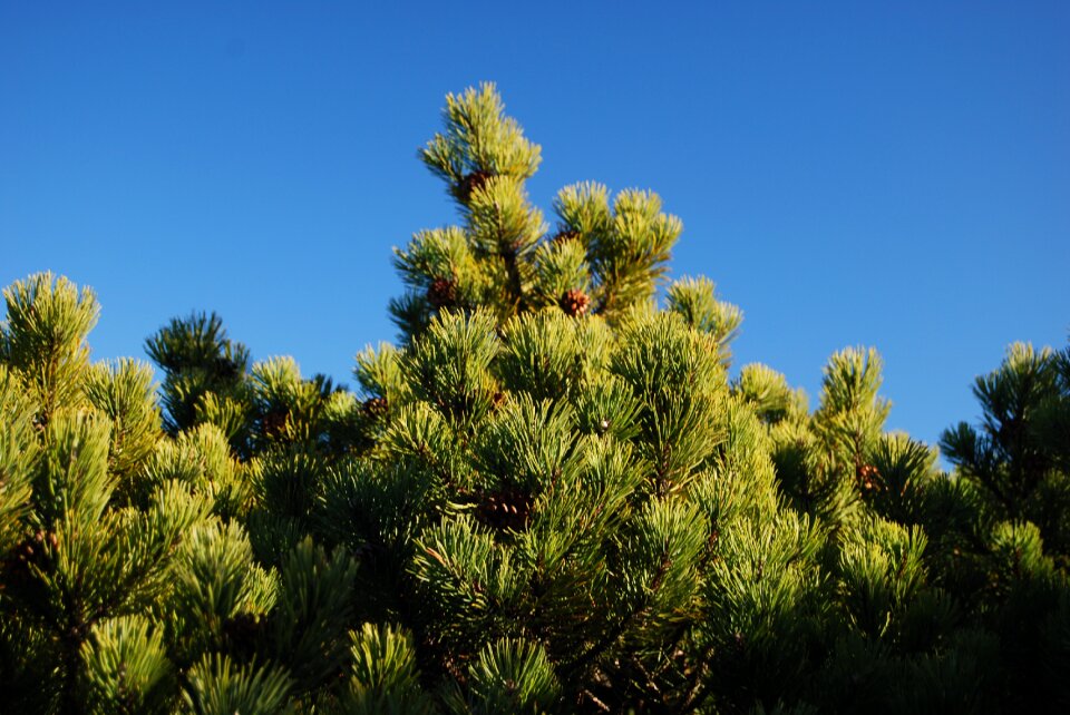 Kosodrzewia vegetation green