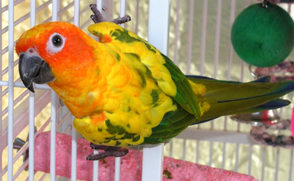 Orange yellow green