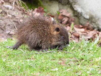 Rat nutria rodent