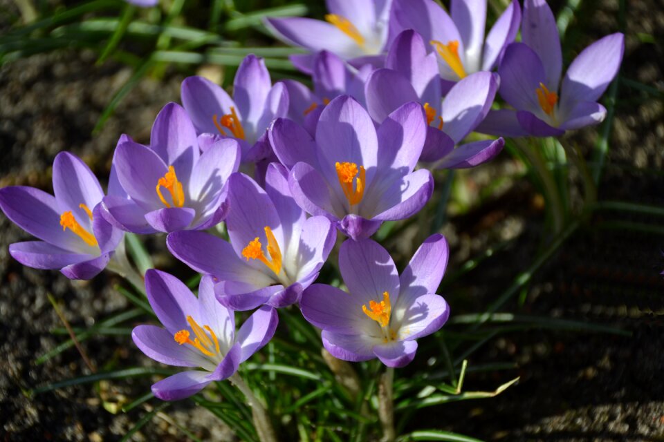 Purple flowers purple flower