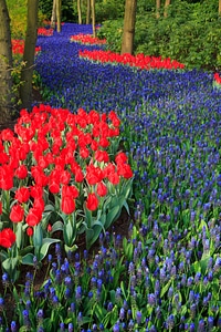 Blooming blue dutch photo