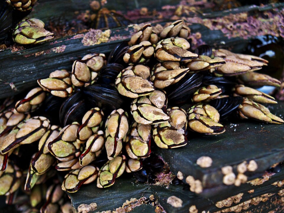 Animal world mussels seafood