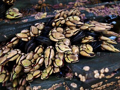 Animal world mussels seafood photo