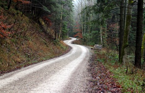 Forest path trees trail photo