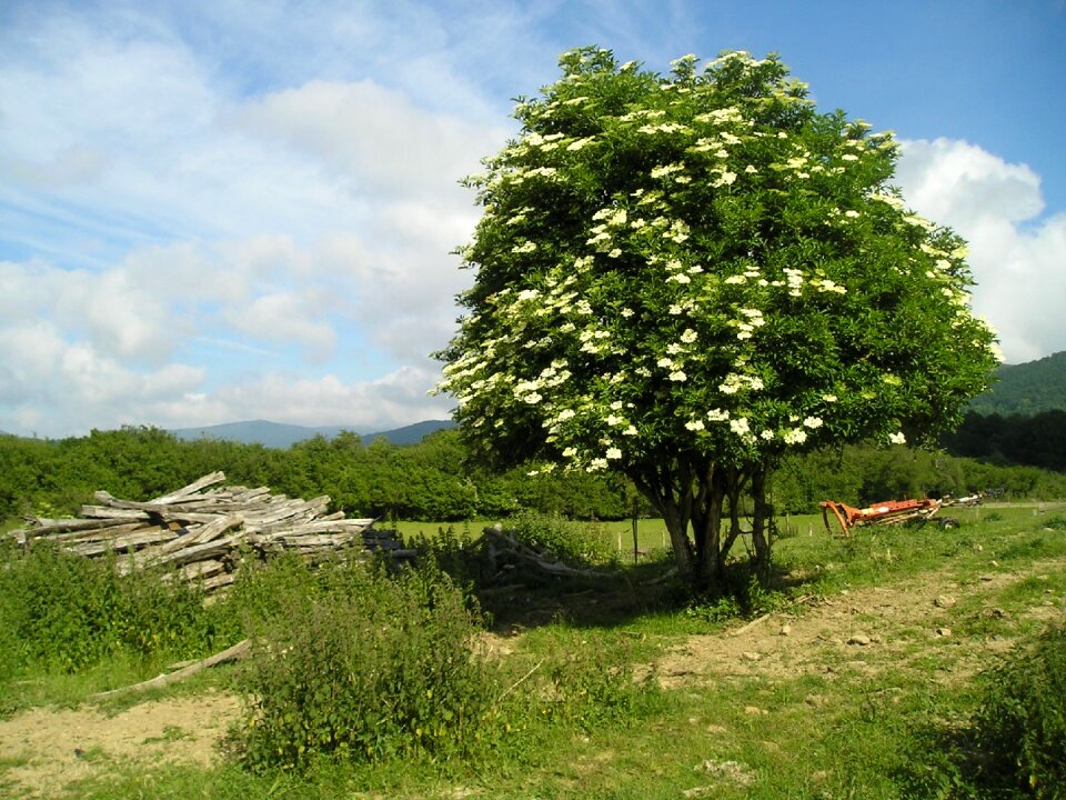 Landscape sunlight scene