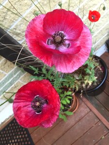 Flower garden