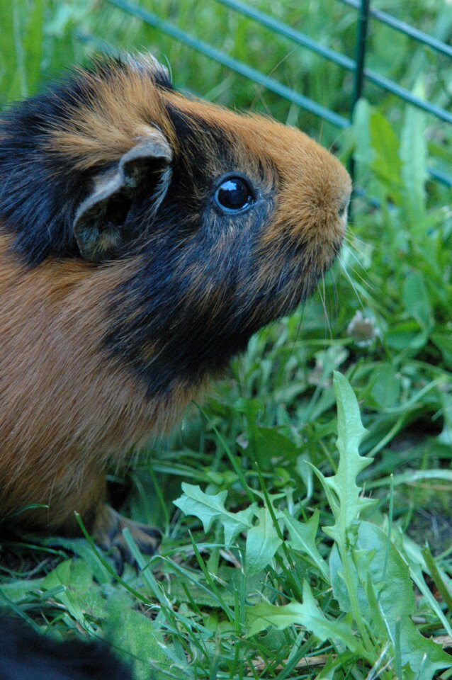 Cute mammal brown