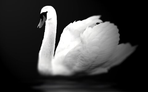 Aesthetic sublime white