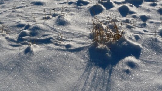 Winter ice wild plant