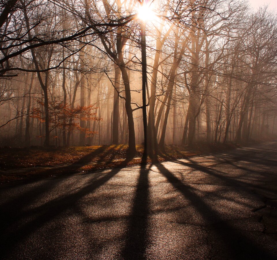 Mystery tree forest