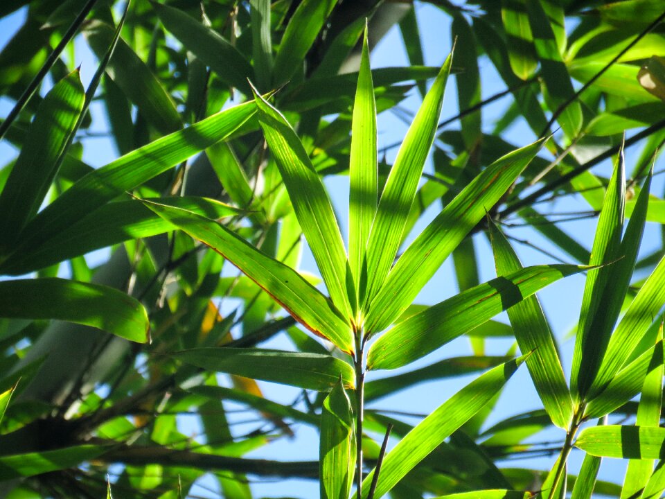 Leaves green pattern