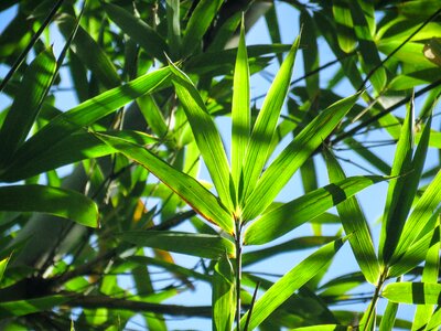 Leaves green pattern