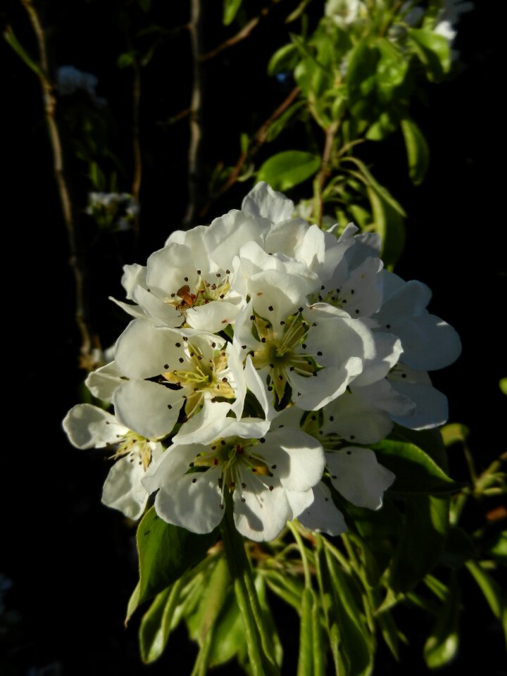 Nature blossom tree