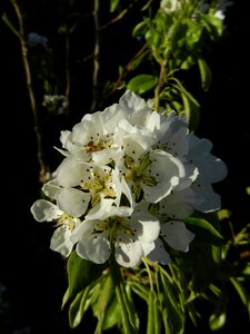 Nature blossom tree