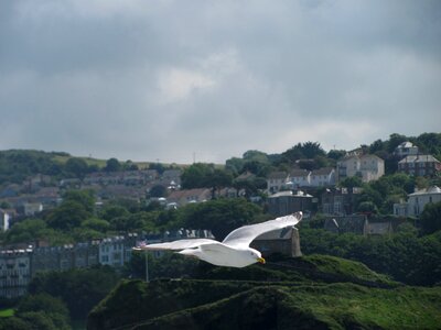 Gull voyage ilfracombe