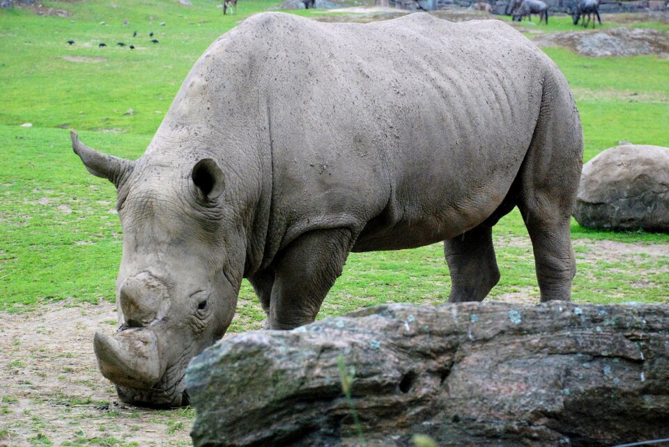 Hippo nature mammal