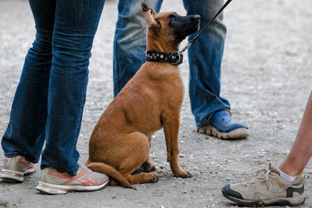 Dog animal puppy photo