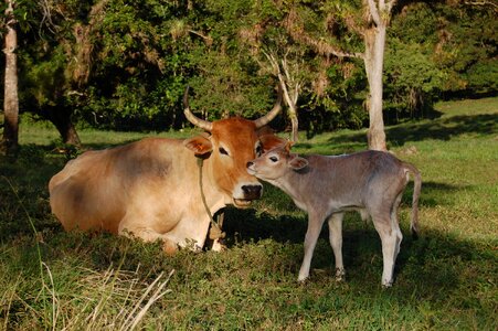 Animals calf cows photo