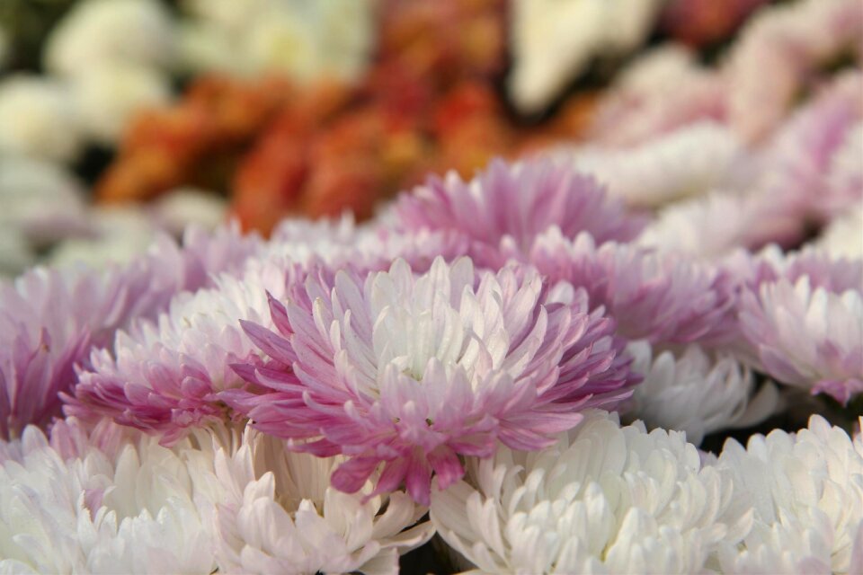 Spring plant