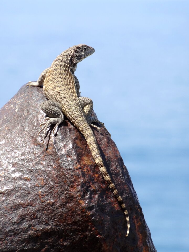 Lizard canon reptile