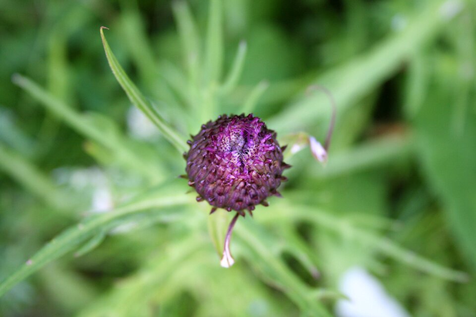 Plant thistle burdock