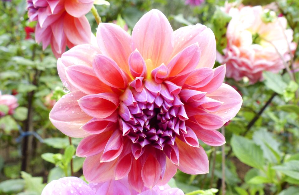 Pink garden nature