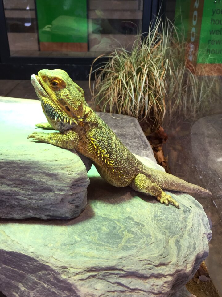 Reptile dragon wildlife