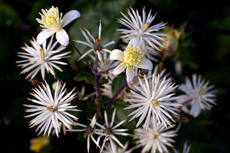 Walrebe blossom bloom
