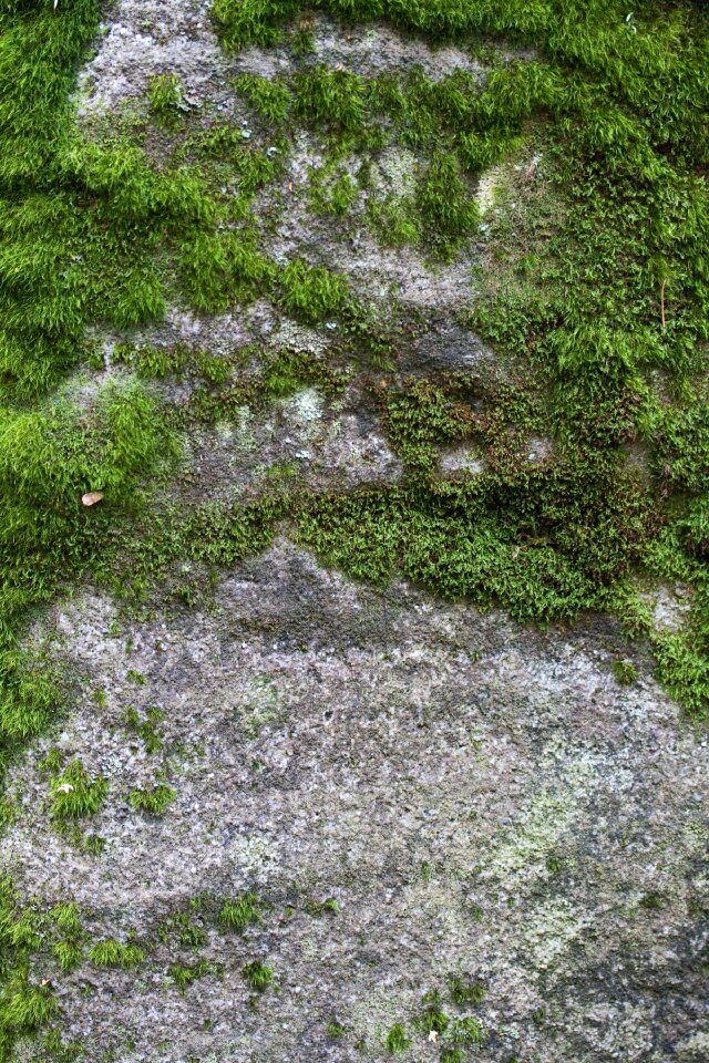 Plant ground photography