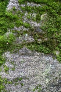Plant ground photography