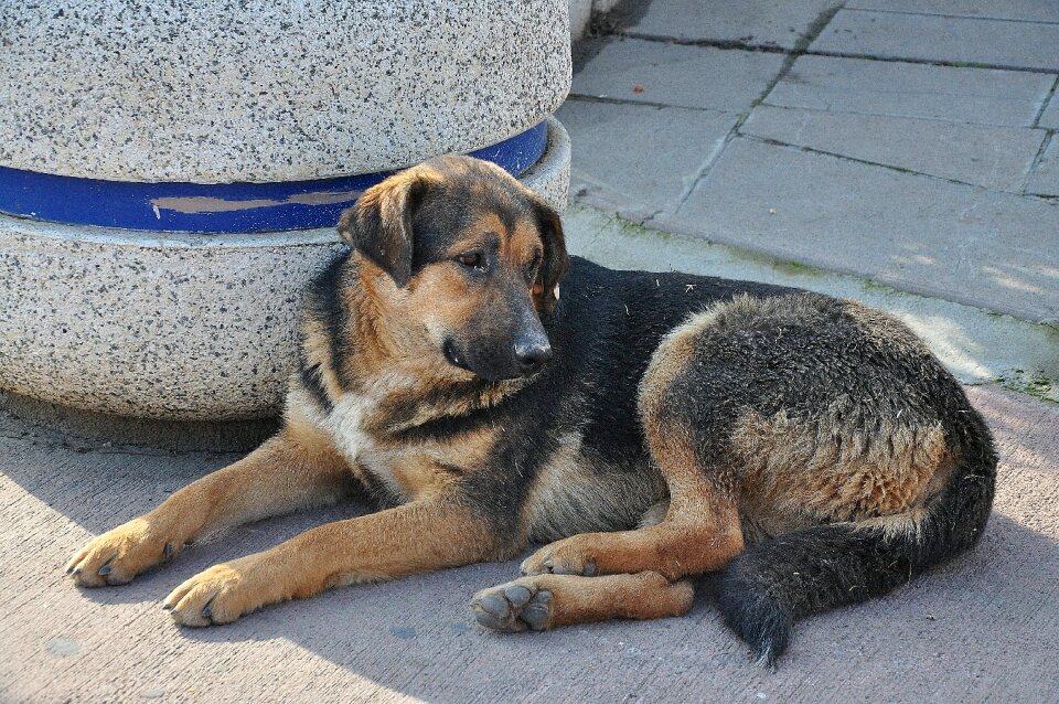Labrador brown pet