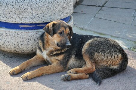 Labrador brown pet