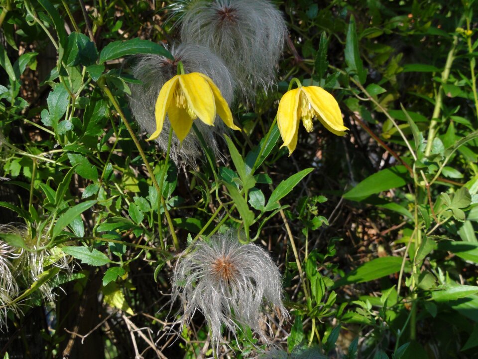 Chiisanensis close up flowers